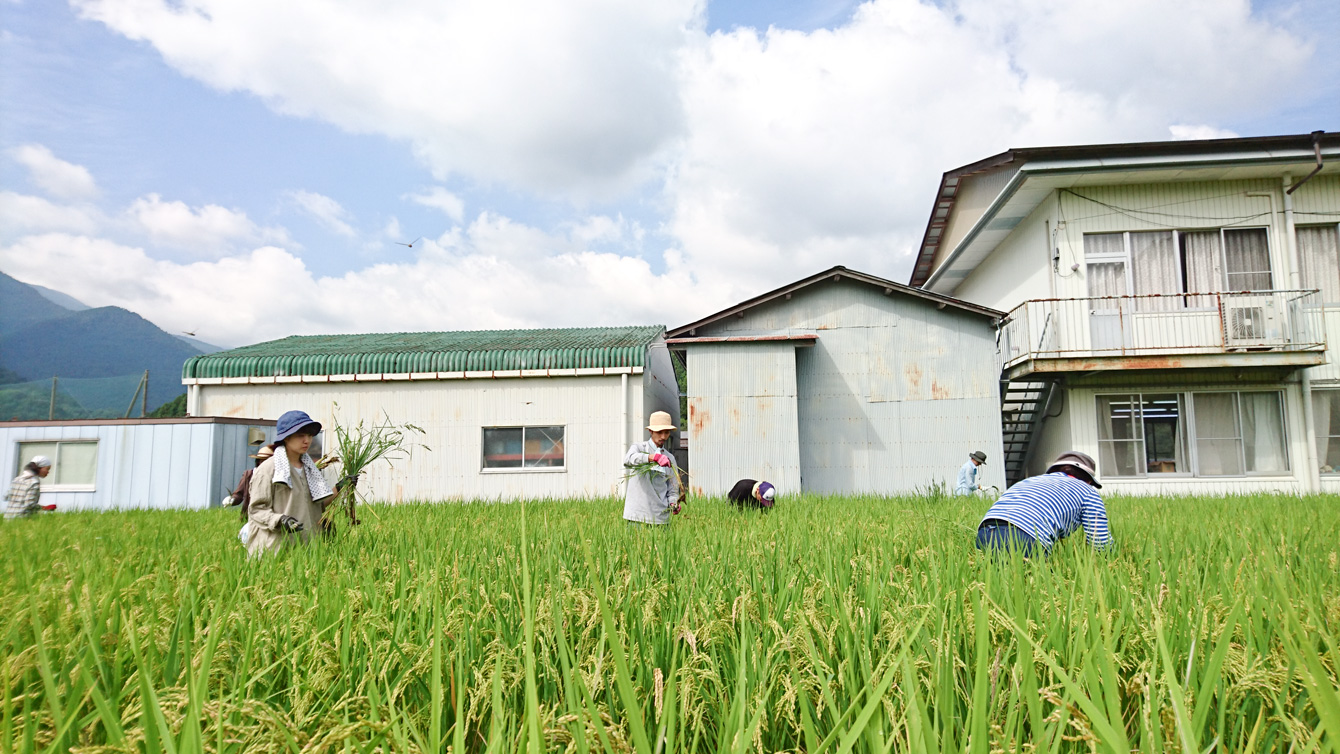 Picking barn grass before reaping rice. It needs to sort from rice because barn grass cannot be sold.