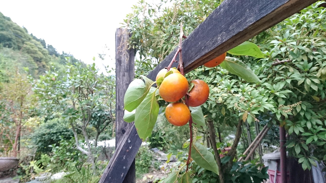  A neighbor gave me many persimmons. Yummy...
