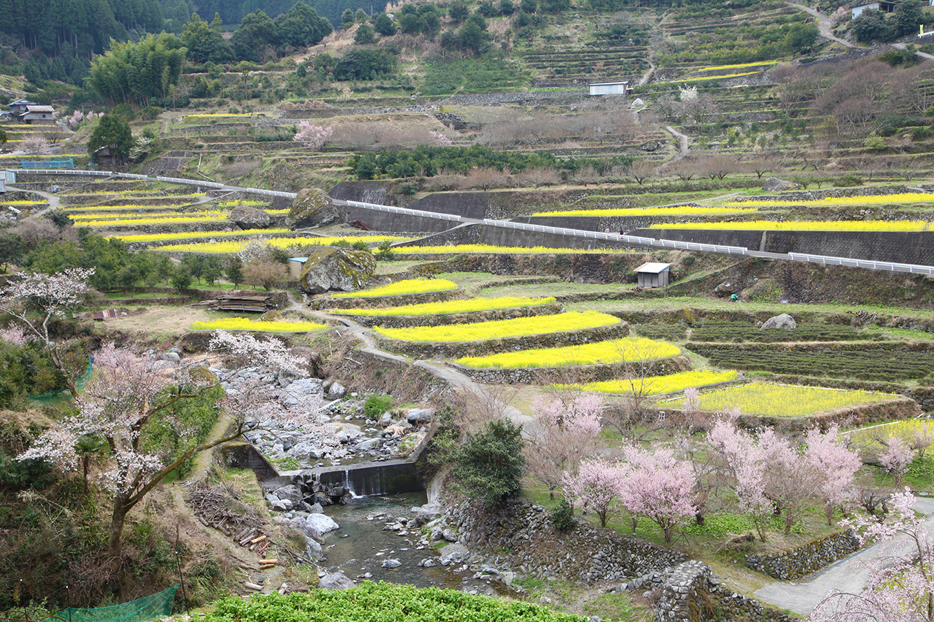 神山町の奥にある江田集落の棚田。3月には菜の花が見頃を迎える。